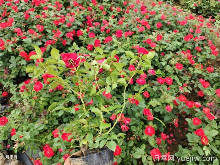 北京紅月季(圖5)