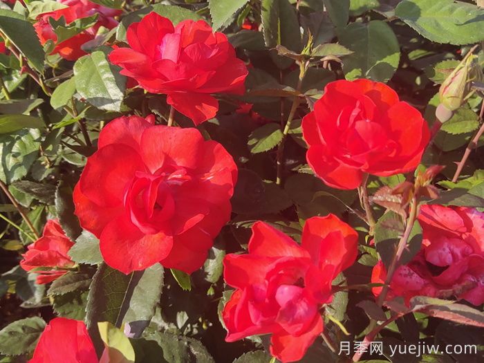 北京紅月季(圖4)