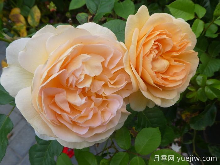 阿梅麗諾冬月季/愛蜜莉諾冬(圖2)
