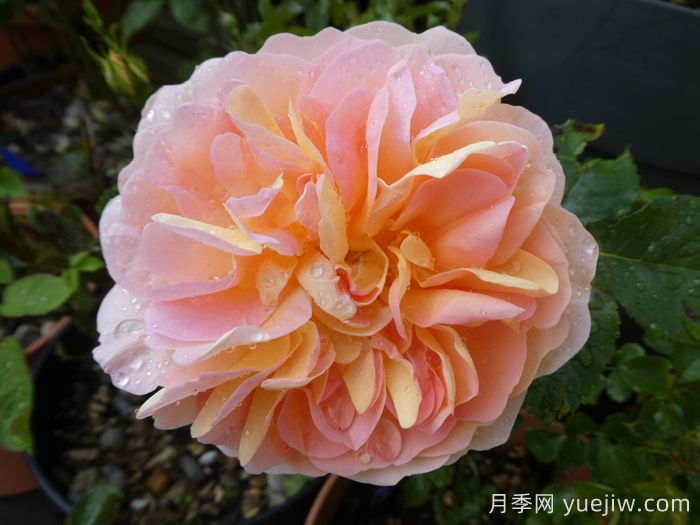 阿梅麗諾冬月季/愛蜜莉諾冬(圖4)