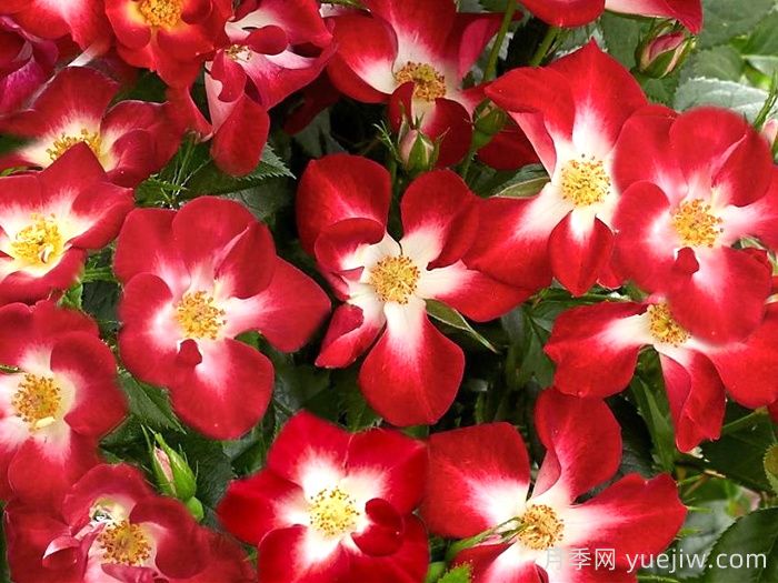 永耀紅寶石月季/永輝紅寶石(圖1)