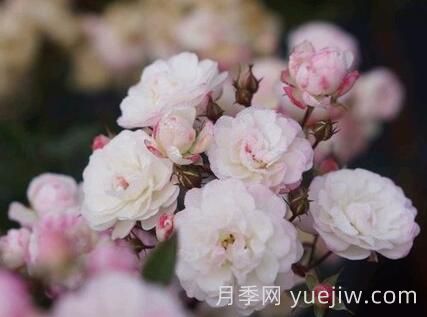超微月季推薦，雪瑩月季(圖1)