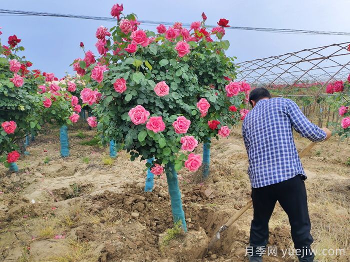 大花月季推薦，粉扇月季(圖2)