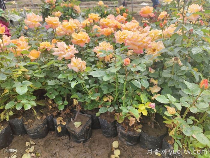 園林苗木從苗圃到工地過程，教你成為苗木養(yǎng)護專家(圖2)