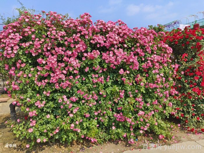 十個田園景觀設(shè)計理念，回歸美好田園庭院生活(圖1)