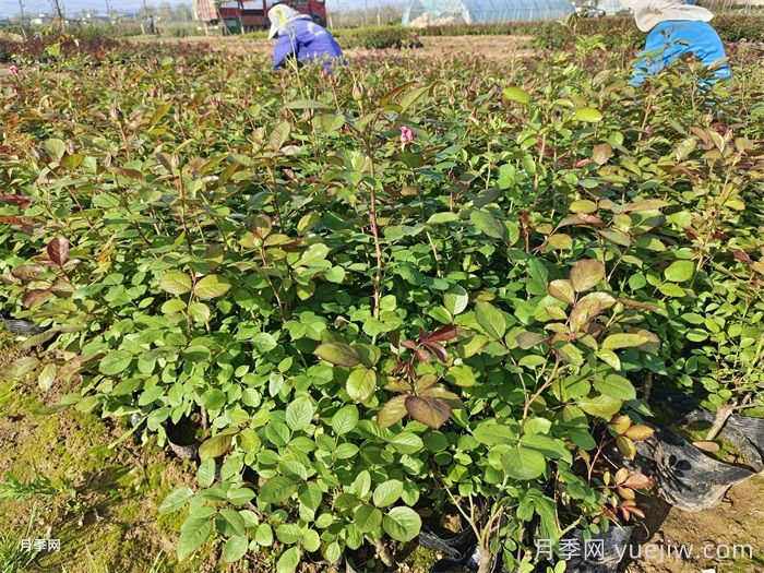 園林綠化工程為什么在春季種植月季？(圖2)