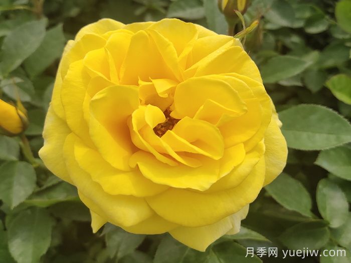 春季有什么適合景區(qū)綠化的月季苗品種？(圖3)