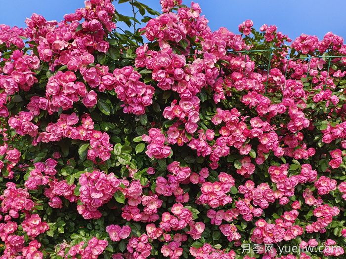用2米高的藤本月季打造月季花墻(圖1)