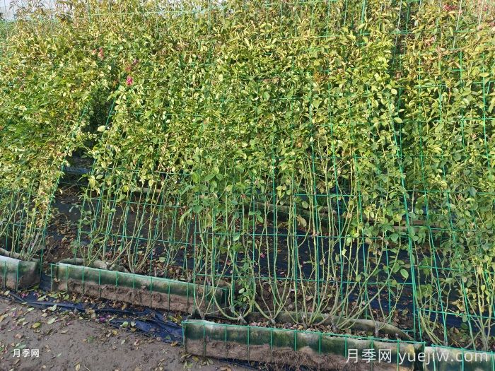 用2米高的藤本月季打造月季花墻(圖2)