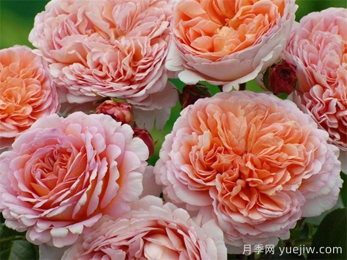 小小月季兩副面孔？推薦優(yōu)秀的可藤可灌月季(圖1)