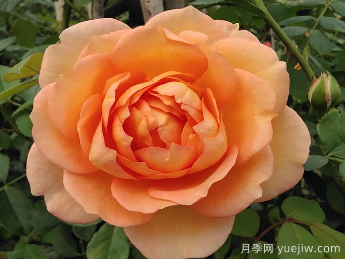 小小月季兩副面孔？推薦優(yōu)秀的可藤可灌月季(圖2)