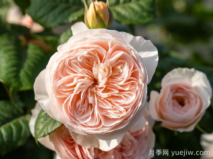 小小月季兩副面孔？推薦優(yōu)秀的可藤可灌月季(圖4)