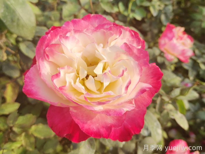 推薦9個(gè)月季品種，花型美開花多(圖3)