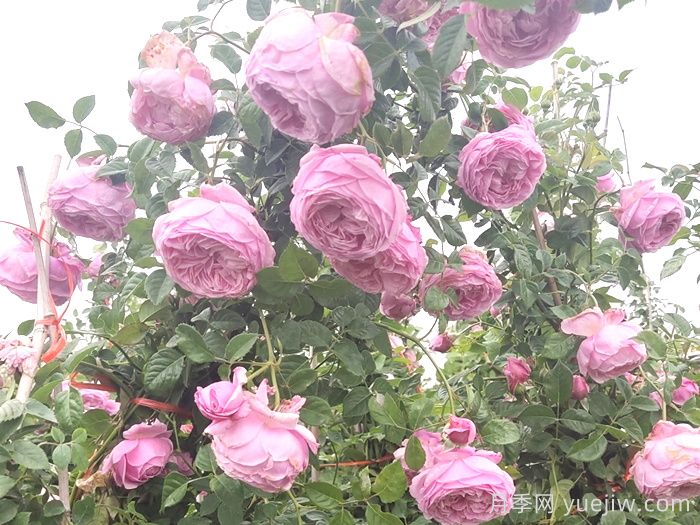 推薦9個(gè)月季品種，花型美開花多(圖4)