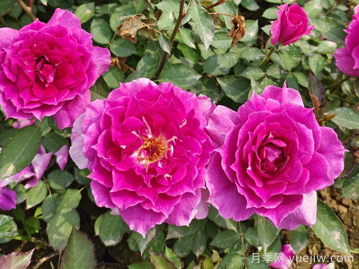 推薦9個(gè)月季品種，花型美開花多(圖1)