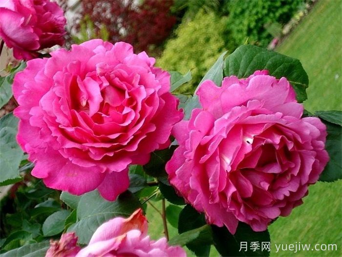 推薦9個(gè)月季品種，花型美開花多(圖2)