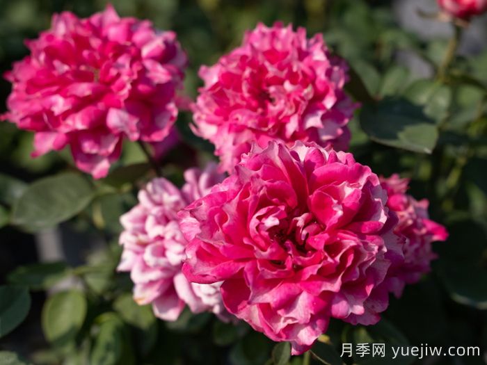 紫霧凝霜月季(圖1)