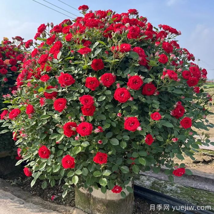 月季花球(圖6)