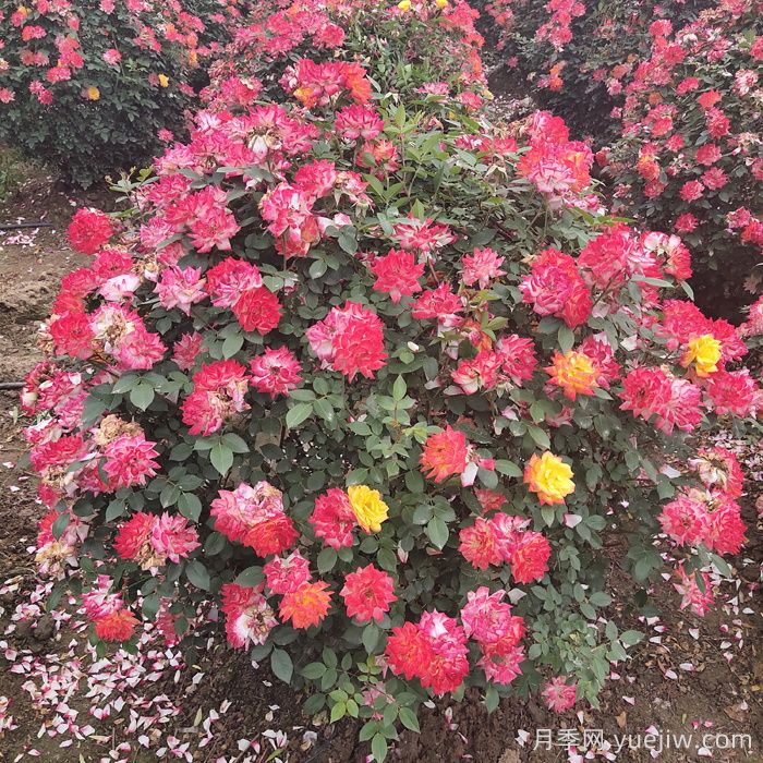 月季花球(圖7)