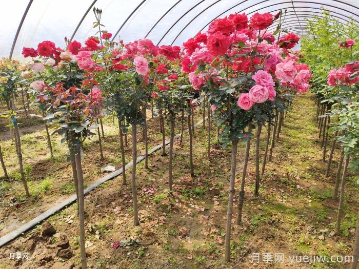 多色歐月樹(shù)狀月季/薔薇桿棒棒糖月季(圖2)