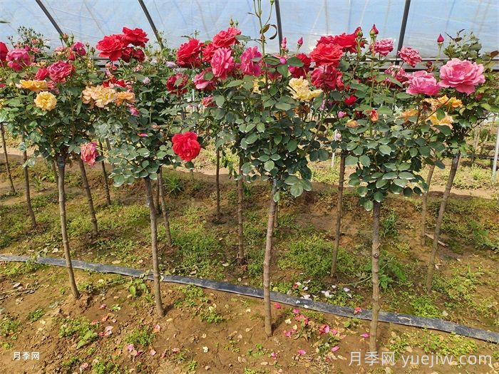 多色歐月樹(shù)狀月季/薔薇桿棒棒糖月季(圖3)