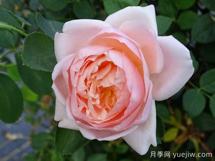 安布里奇月季/安部姬/奧斯汀奇跡(圖4)