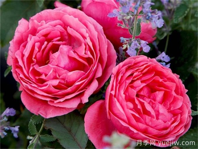 ADR月季推薦，花園公主瑪麗何塞月季(圖1)