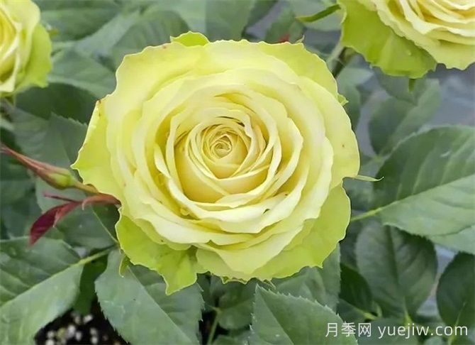 月季推薦，薄荷茶月季(圖1)