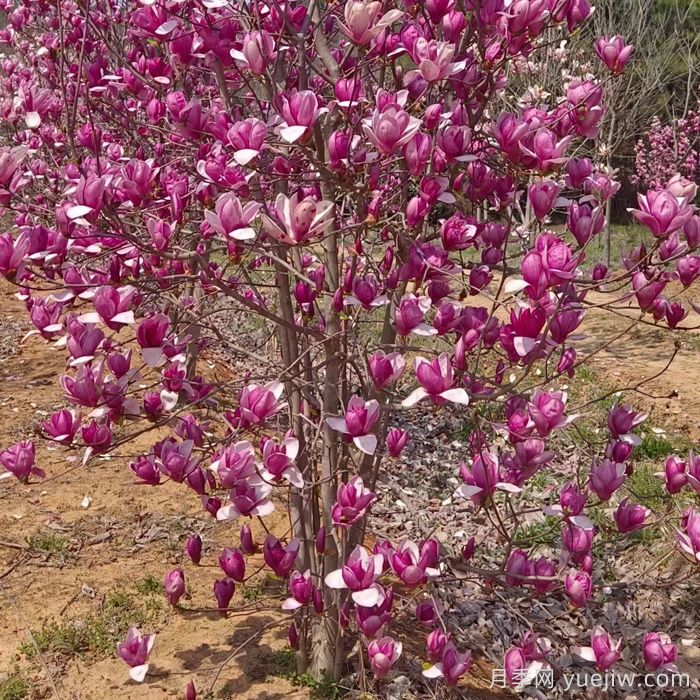 春季北方庭院開(kāi)花***大的木本植物(圖1)
