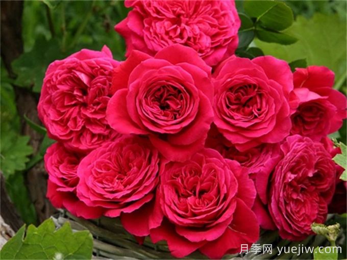 皇家胭脂月季，花朵碩大香味迷人的歐月(圖1)