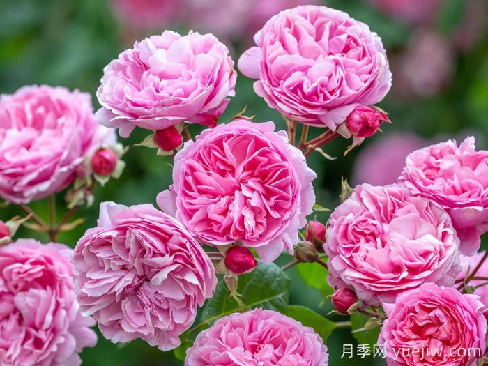 玫瑰花，愛情與時光交織的絢爛詩篇(圖1)
