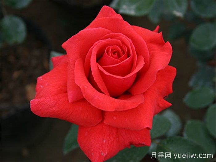 國外園丁***愛的月季調(diào)查，每一款都優(yōu)秀(圖2)