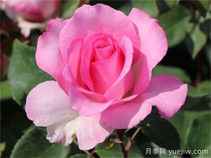 比弗利月季，榮獲全球25個大獎的優(yōu)秀月季(圖2)