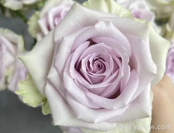切花月季推薦，海洋之謎月季(圖1)
