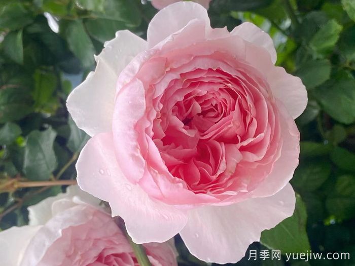 威基伍德月季/粉伍德月季(圖3)