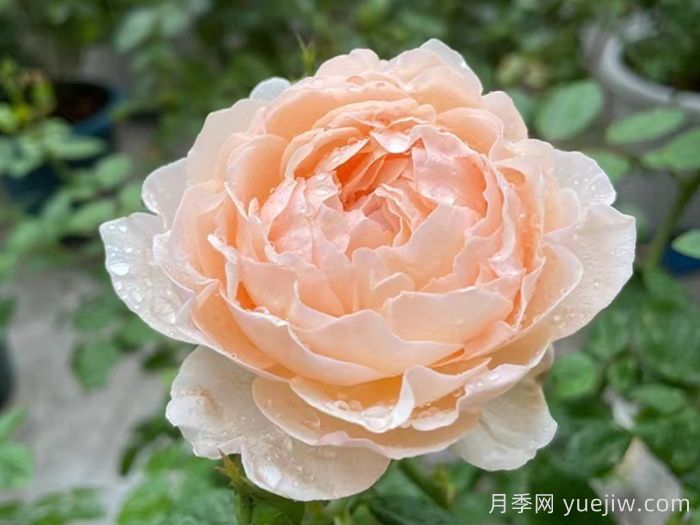 粉妍月季(圖3)