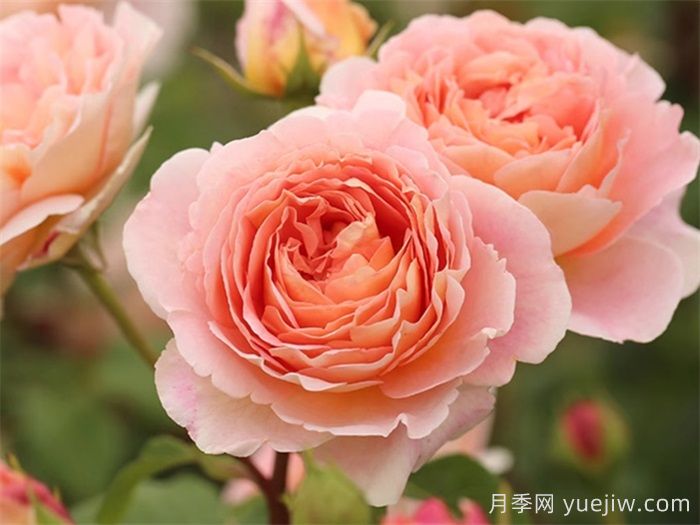 十大耐陰爬藤月季品種有哪些？(圖1)