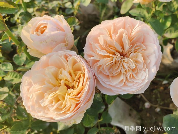 十大耐陰爬藤月季品種有哪些？(圖3)