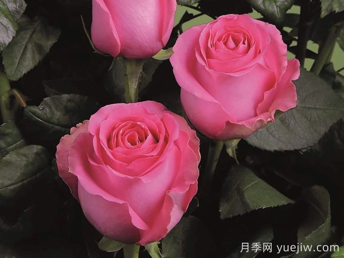 月季推薦，上海夫人月季(圖1)