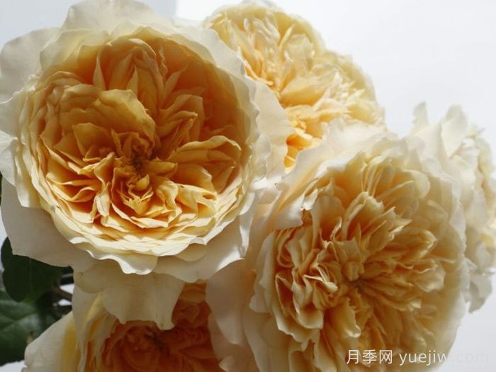 艾菲月季介紹，黃色切花，花瓣層疊(圖1)