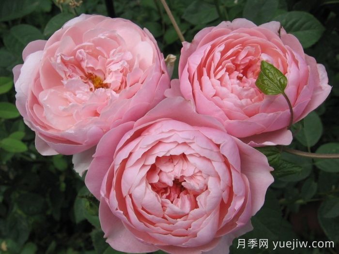 安尼克城堡月季/阿尼克月季(圖3)
