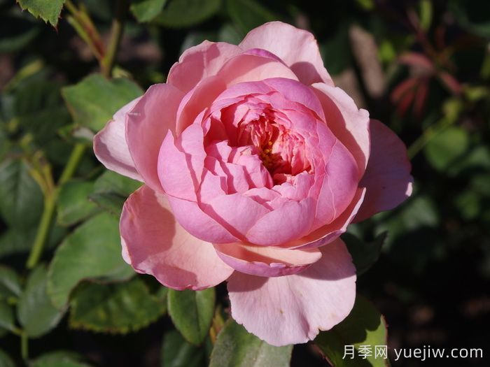 安尼克城堡月季/阿尼克月季(圖4)