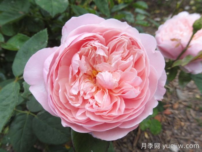 安妮克城堡月季，花姿優(yōu)雅，色彩迷人(圖1)