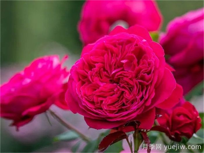 推薦21種濃香紅色月季品種，展示紅玫瑰的魅力(圖5)