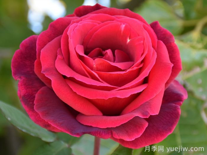 林肯先生月季(圖3)