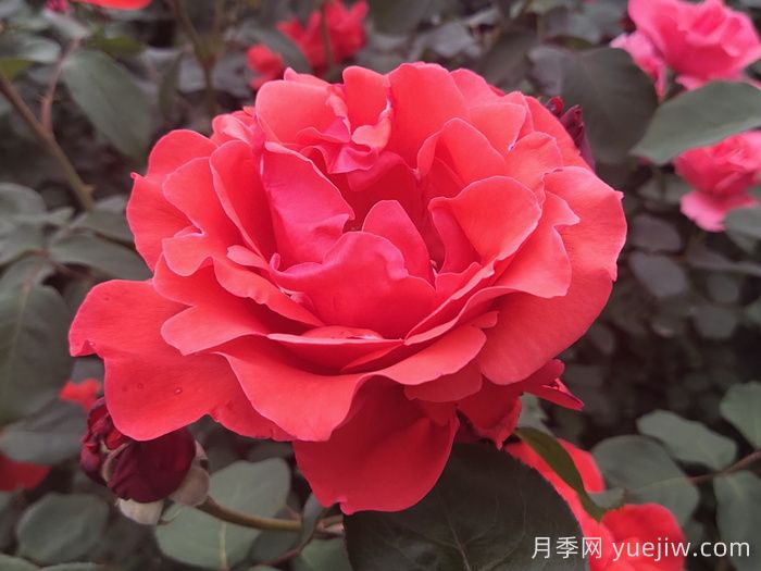 花比臉大月季系列，十個(gè)超大花的月季品種(圖2)