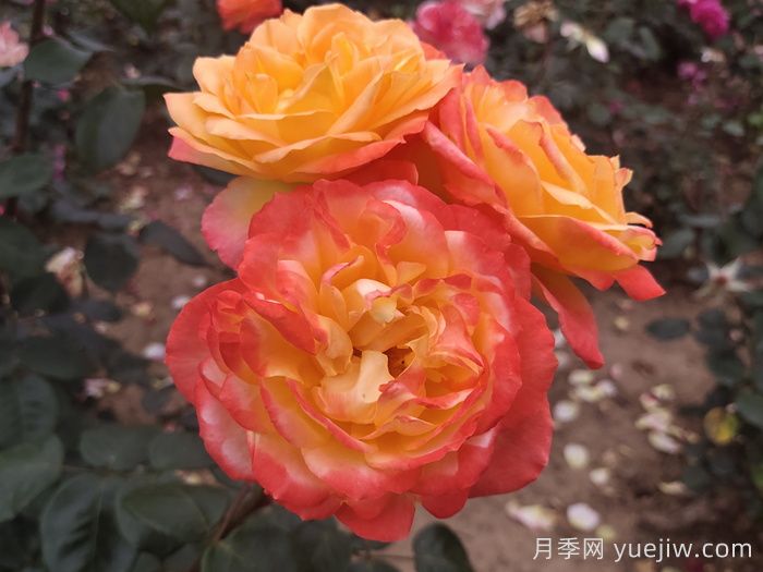 花比臉大月季系列，十個(gè)超大花的月季品種(圖5)