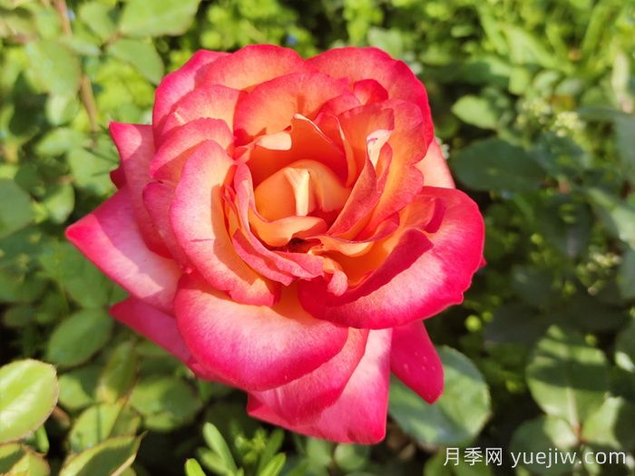 花比臉大月季系列，十個(gè)超大花的月季品種(圖7)