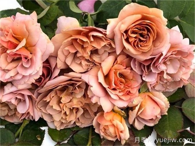 咖啡拿鐵月季推薦，棕色復(fù)古玫瑰(圖1)