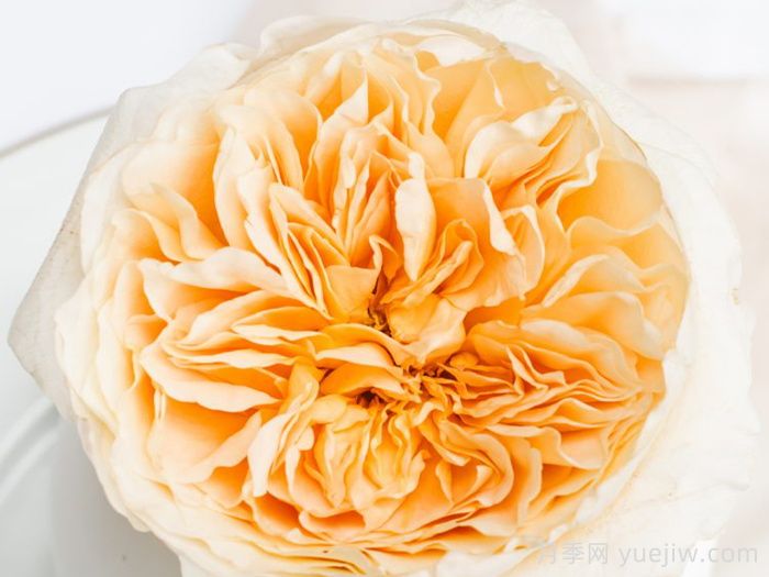 艾菲月季優(yōu)缺點(diǎn)，奧斯汀黃色切花，觀賞價(jià)值高(圖1)